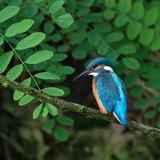 Kingfishers